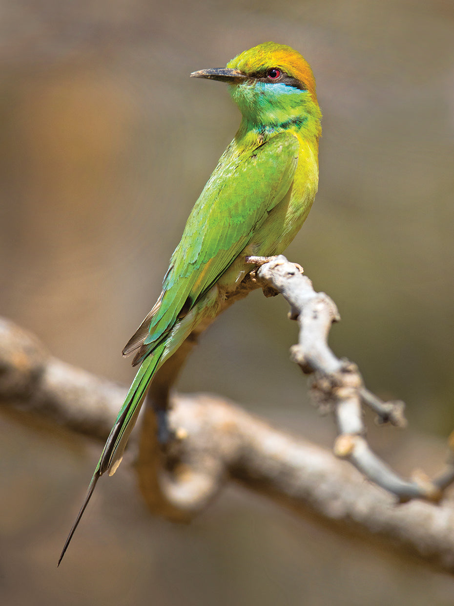 Pájaros verdes indios Lienzo