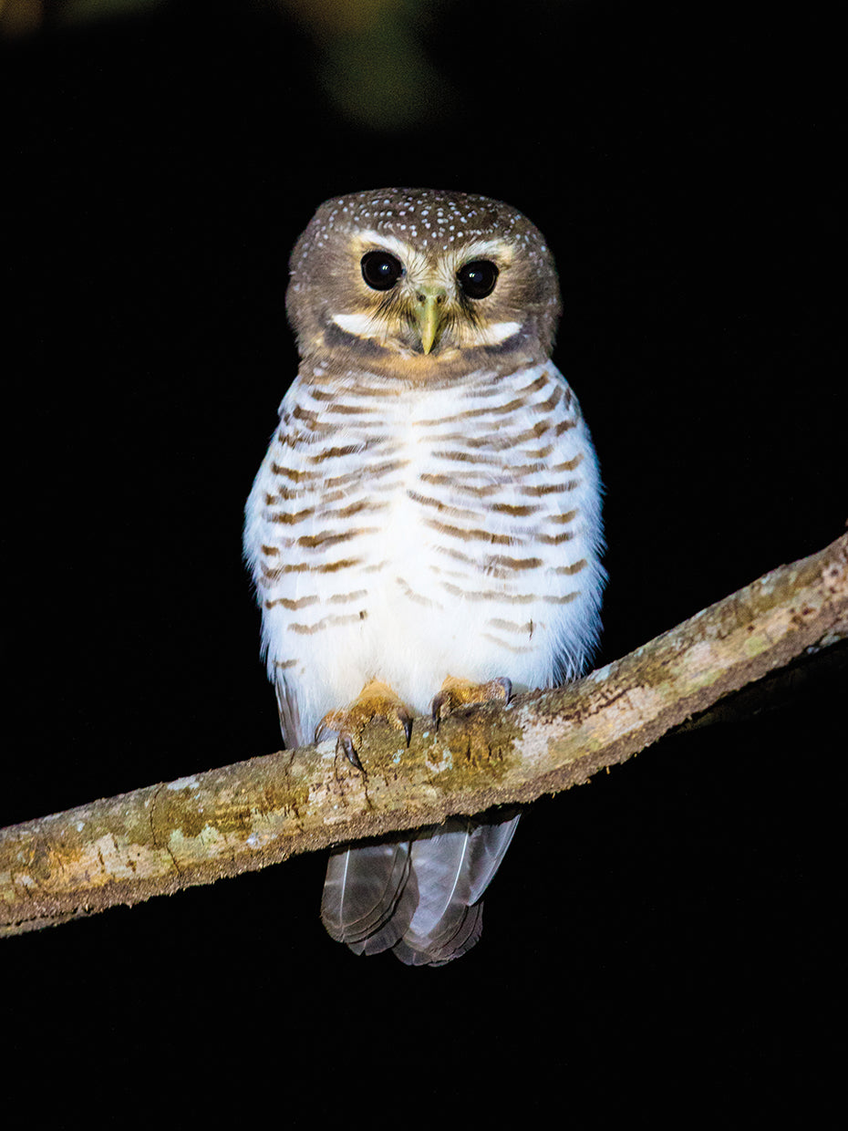 Búho de Madagascar Lienzo