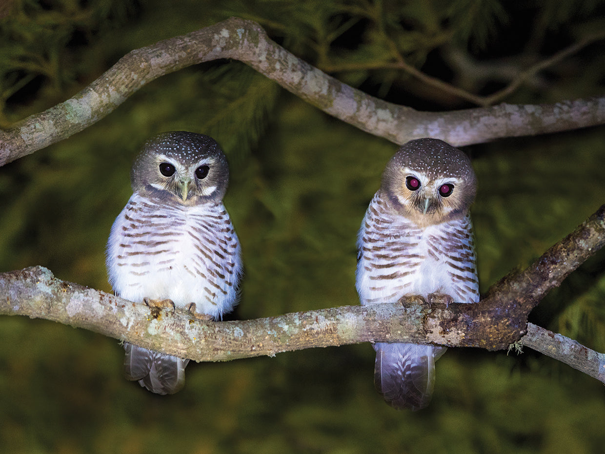 Exotic Island Owl