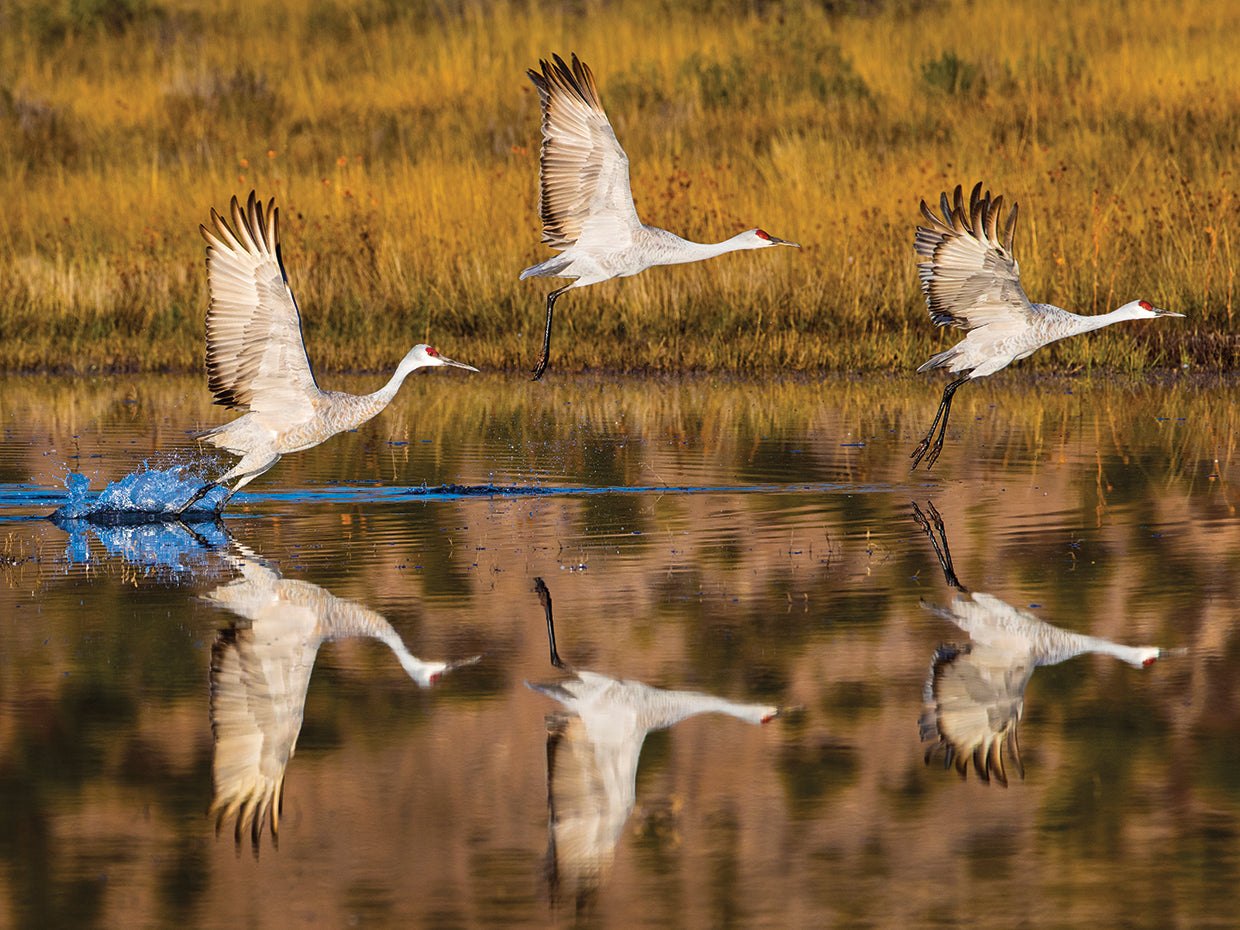 Crane Reflections NM
