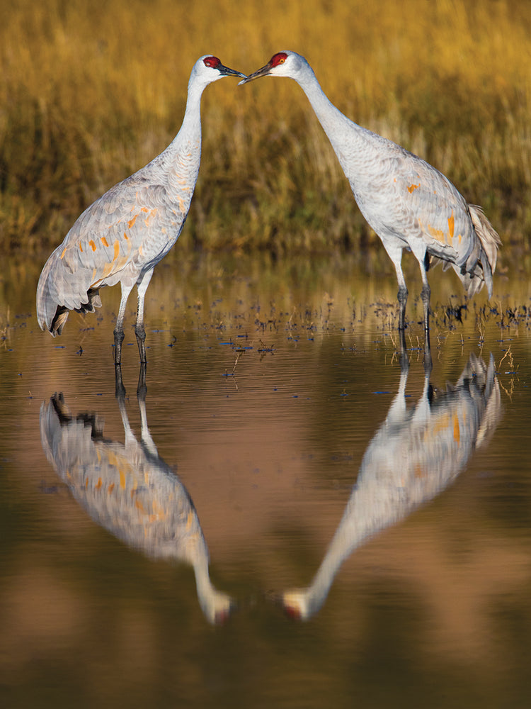 Amigos de Sandhill Crane Lienzo