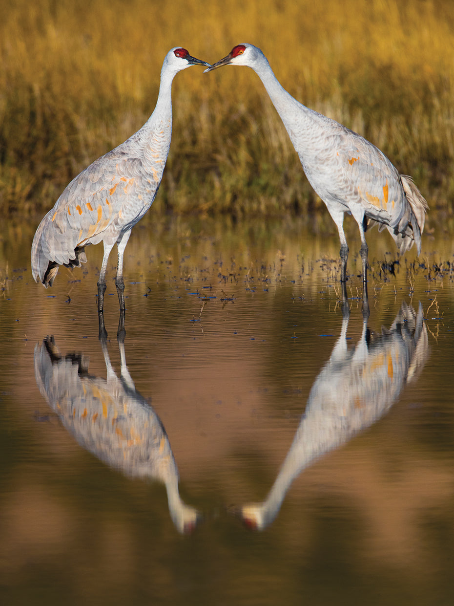 Amigos de Sandhill Crane Lienzo