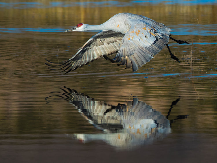 Grulla canadiense altísima Lienzo