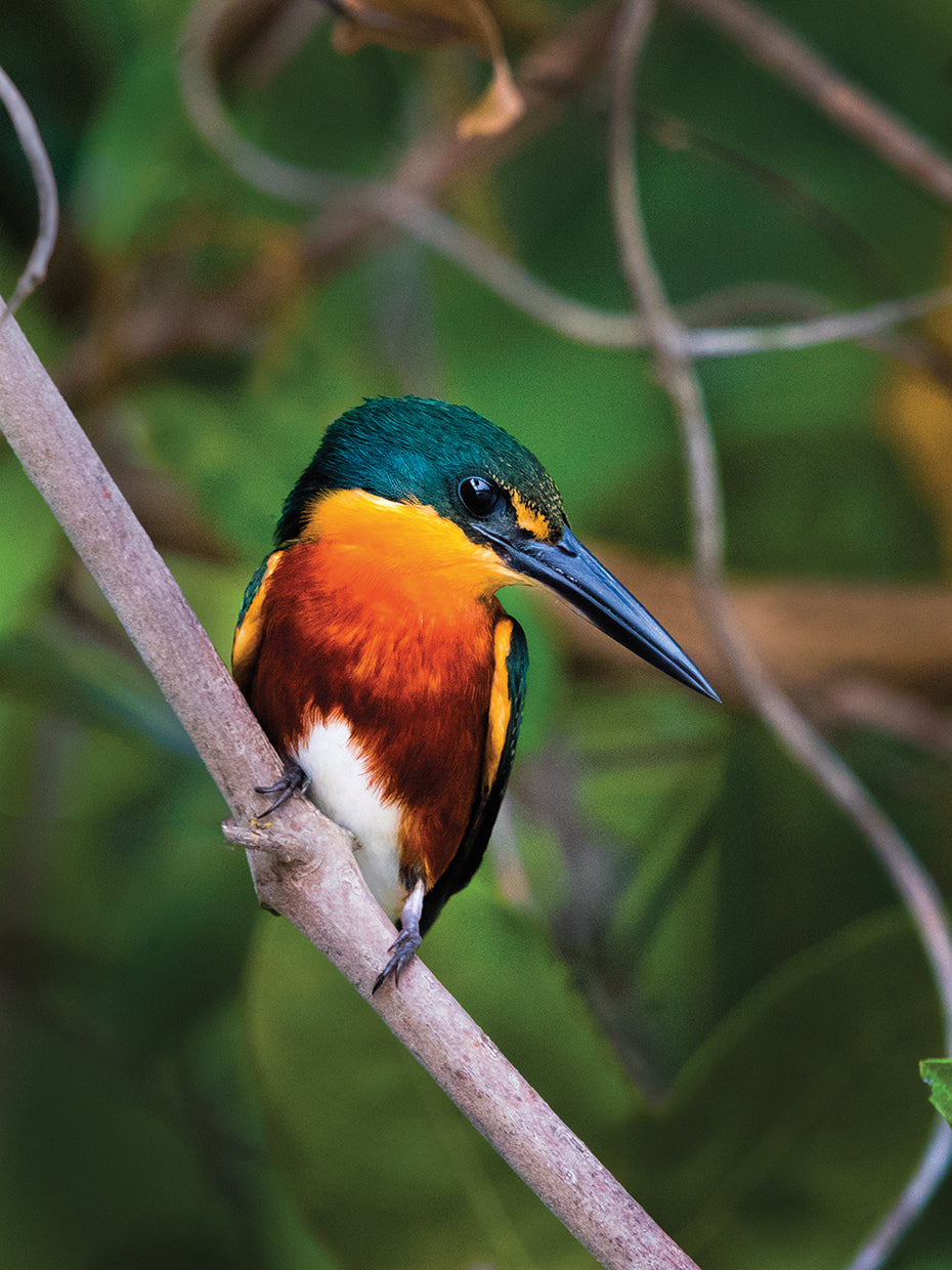 Brazil Kingfisher