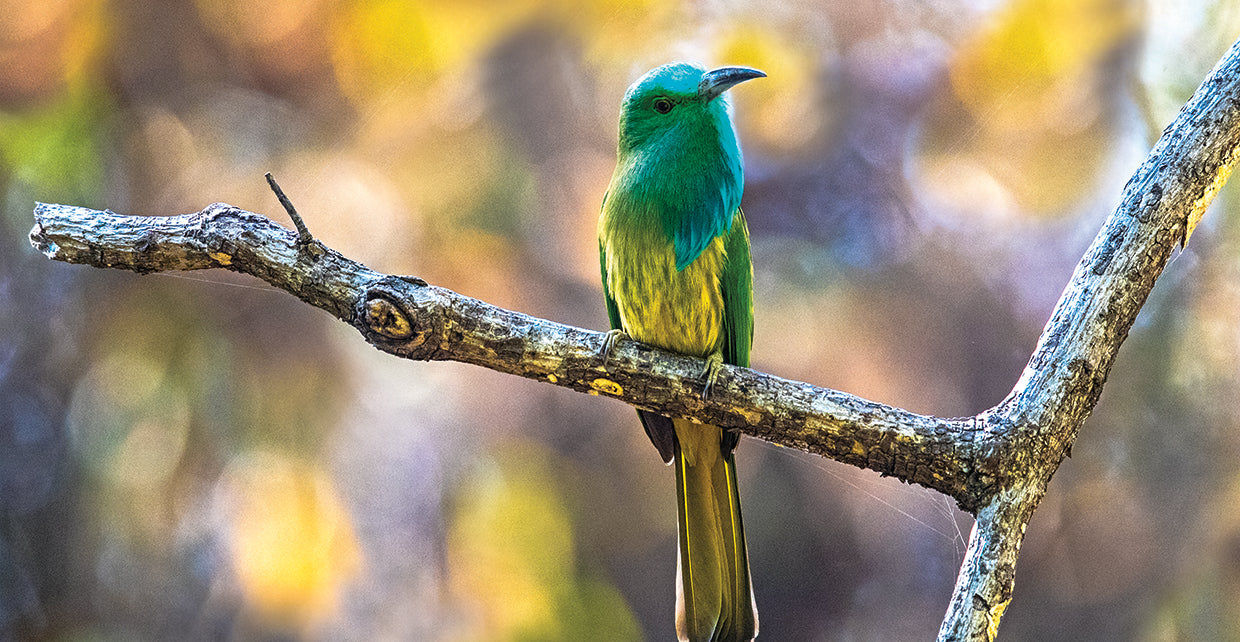 Pájaro abejaruco tropical Lienzo