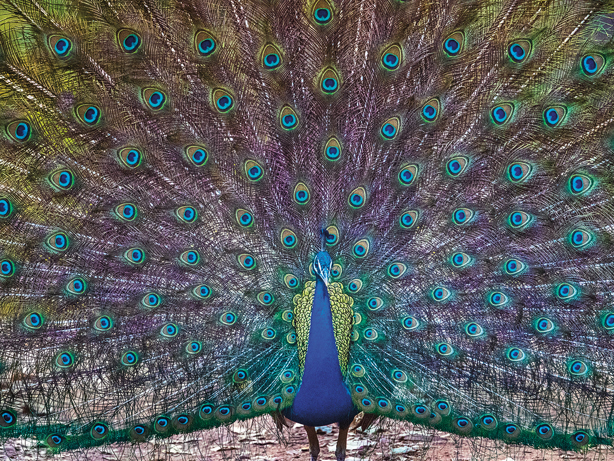 Pavo real muy orgulloso Lienzo