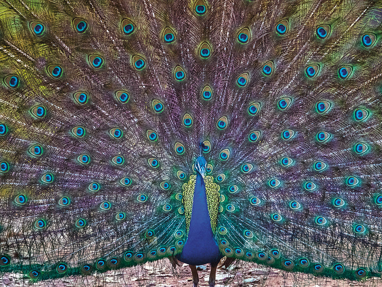 Pavo real muy orgulloso Lienzo
