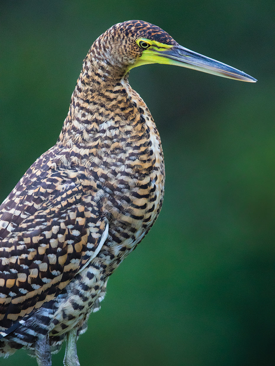 Tiger Heron Costa Rica Lienzo