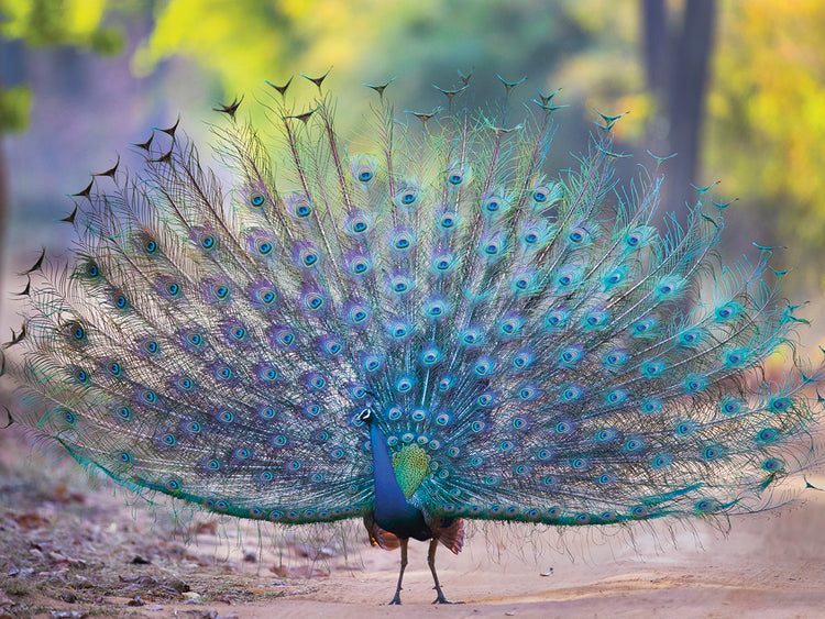 Pavo real de plumas exóticas Lienzo