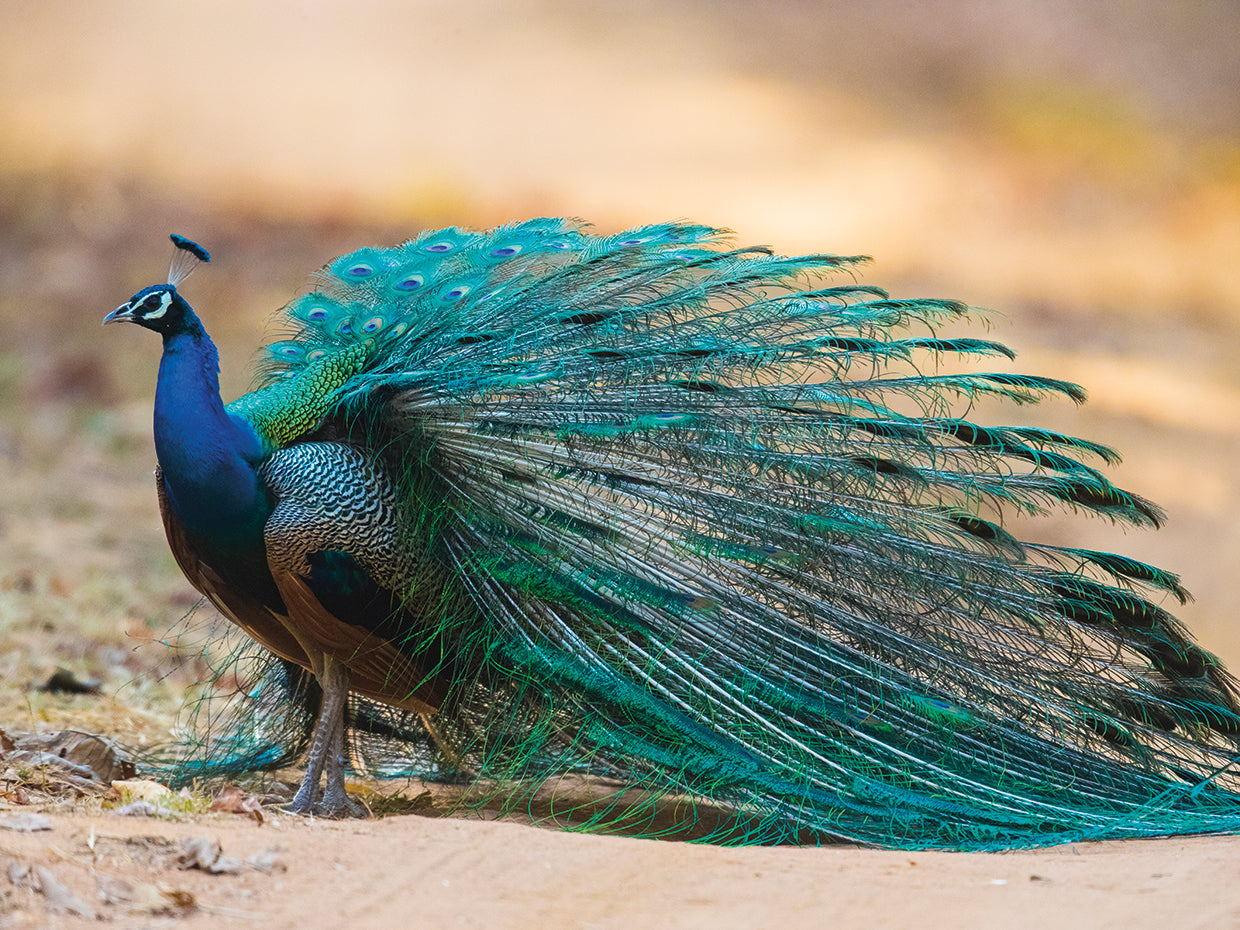 Pavo real de joyas reales Lienzo