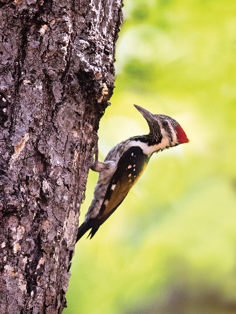 Pájaro carpintero indio Lienzo