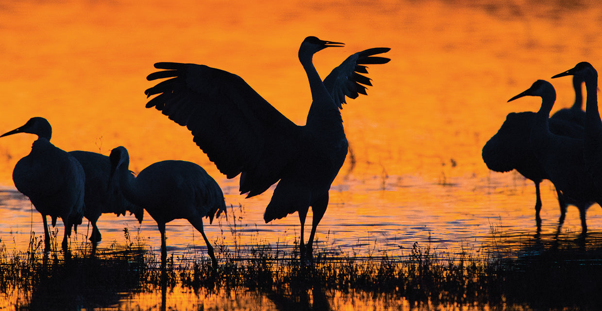 Sandhill Crane Silhouette