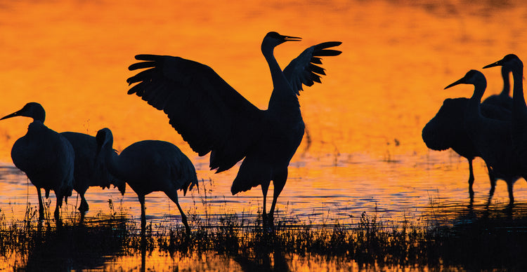 Sandhill Crane Silhouette