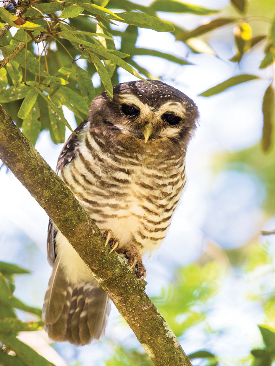 Wise Exotic Owl
