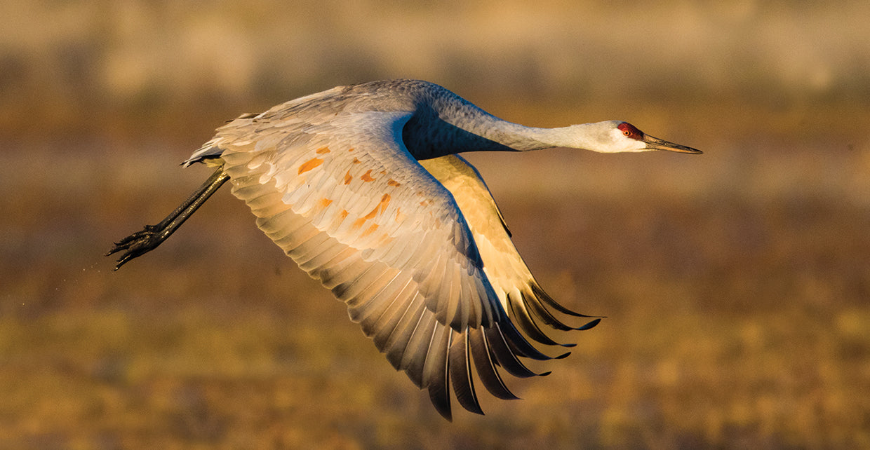 Vuelo suroeste Lienzo