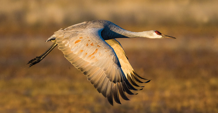 Vuelo suroeste Lienzo