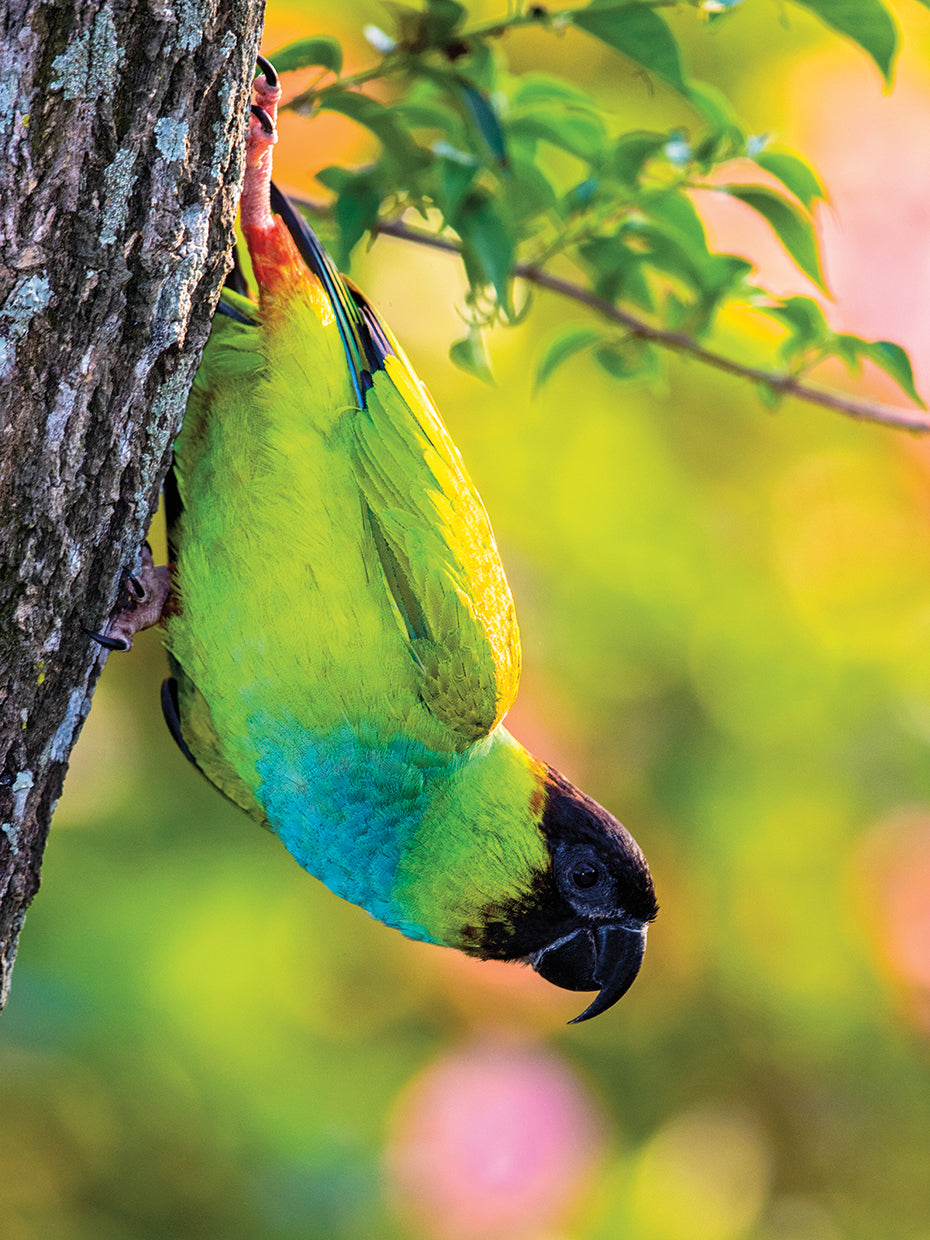 Periquito de la selva tropical Lienzo