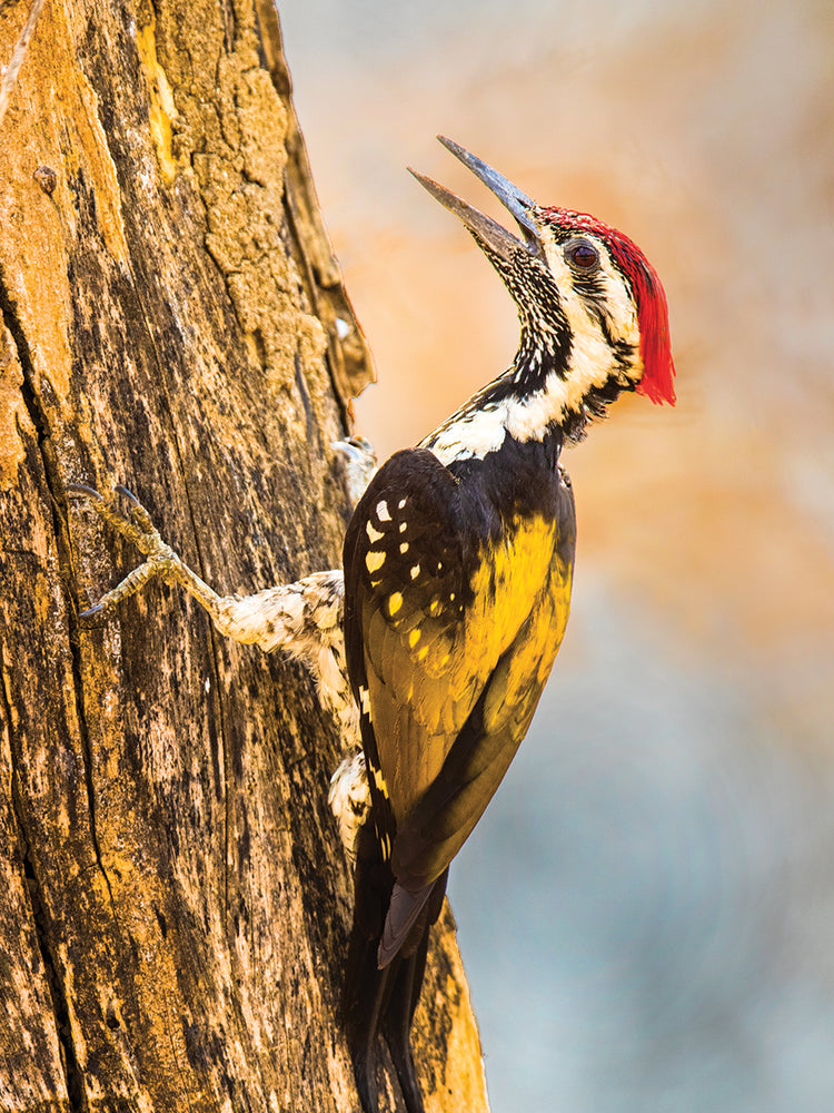 Pájaro carpintero de tronco de árbol Lienzo