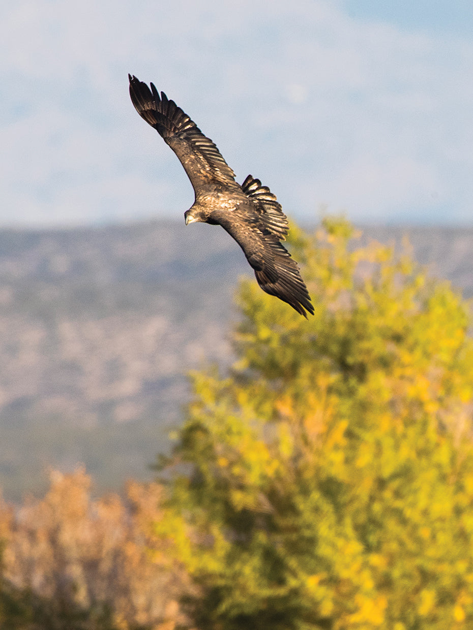 Socorro Flying Crane