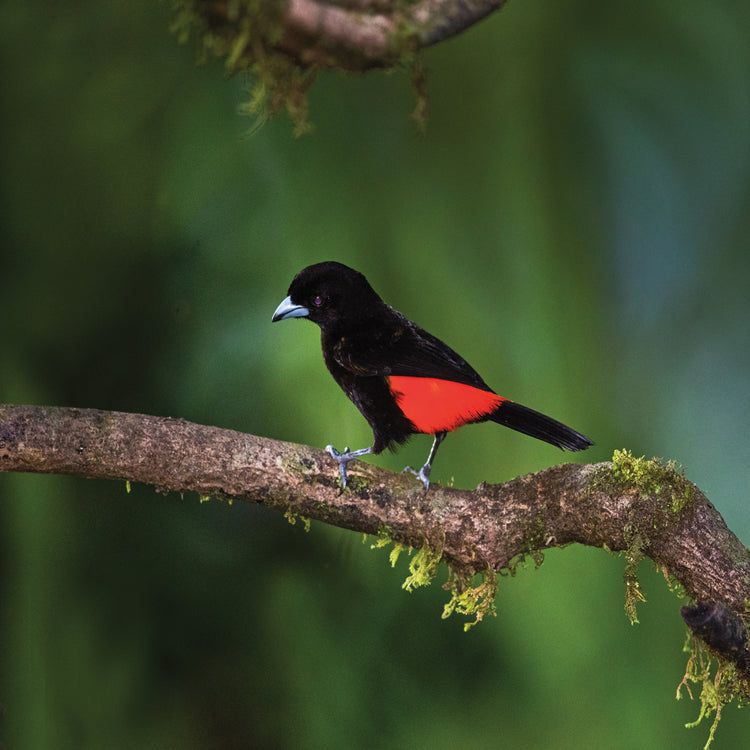 Pájaro de rama tropical Lienzo