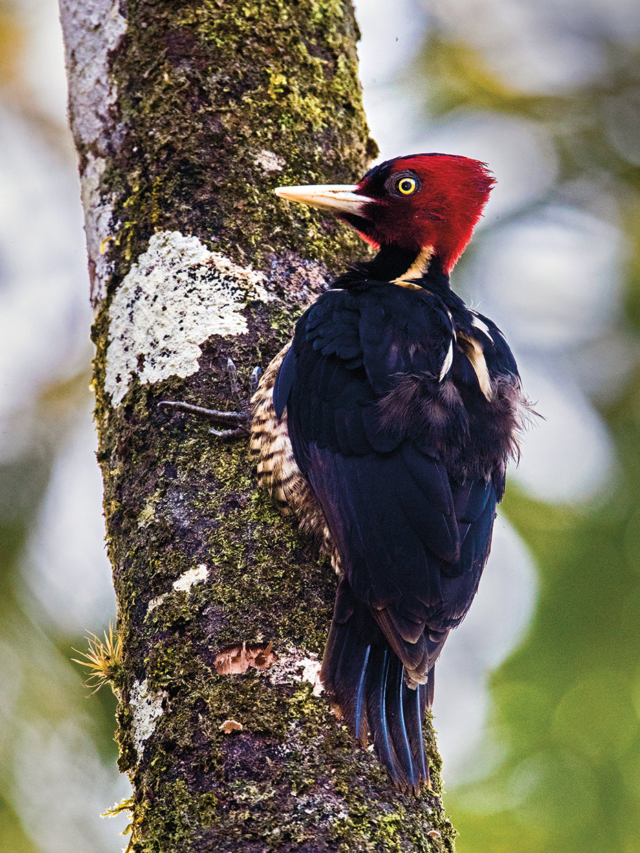 Costa Rican Woodpecker