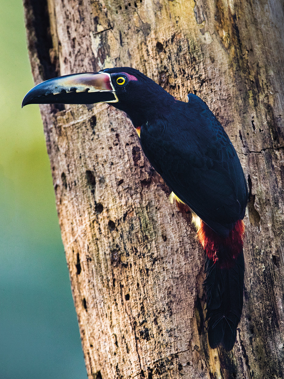 Pájaro negro tropical Lienzo