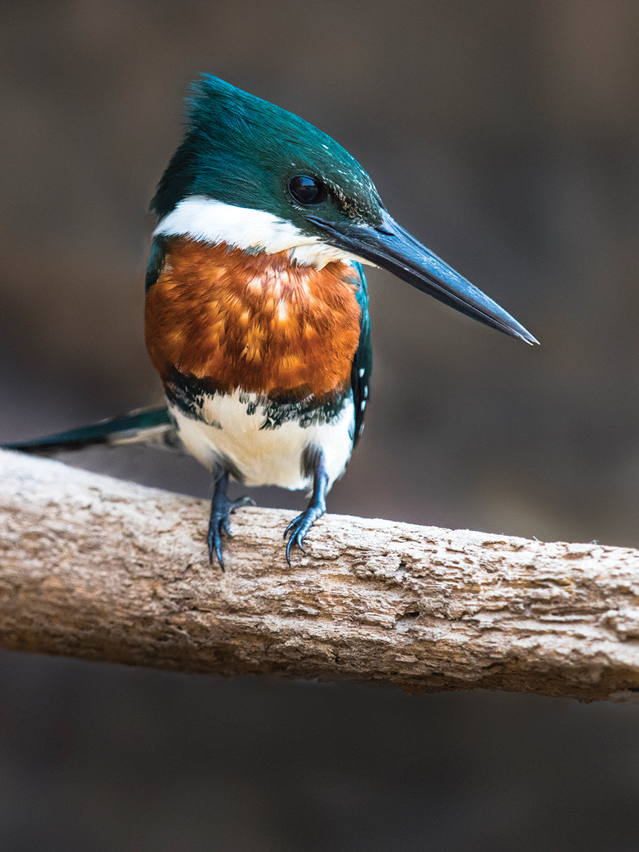 Brazilian Kingfisher