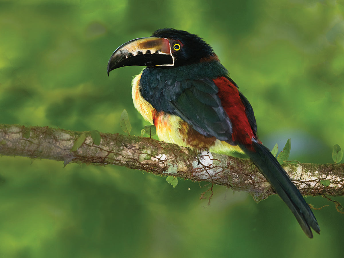 Costa Rican Black Bird