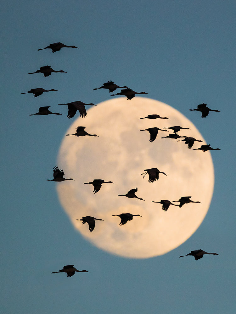 Grullas iluminadas por la luna Lienzo