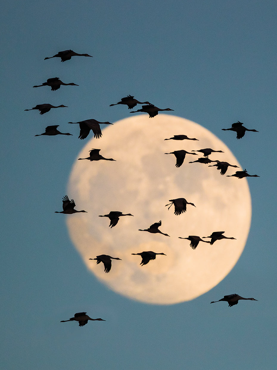 Grullas iluminadas por la luna Lienzo