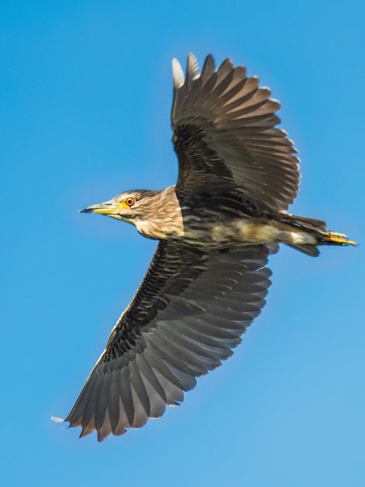 Serenata de aves marinas Lienzo