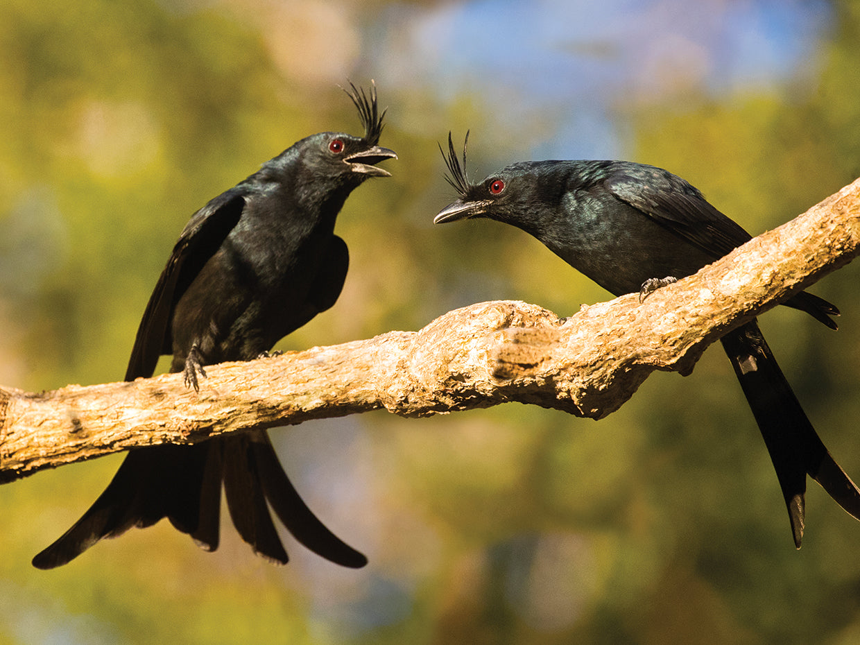 Drongos de Madagascar Lienzo