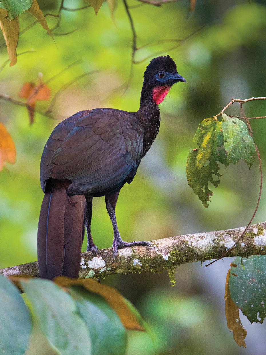 Costa Rica Perching