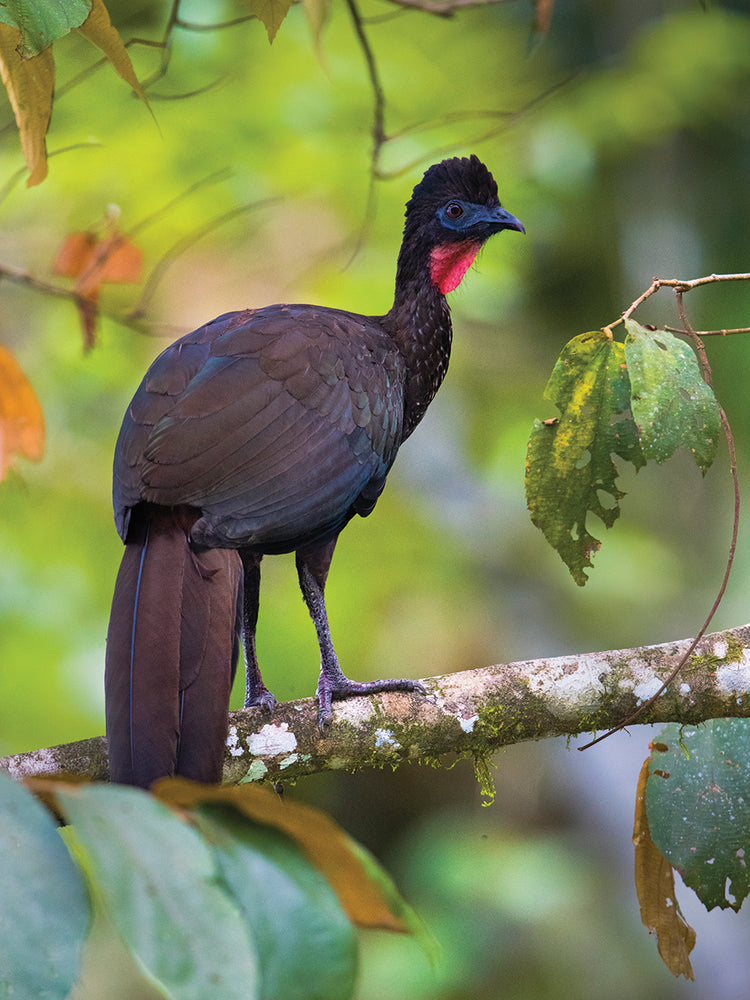 Percha de Costa Rica Lienzo