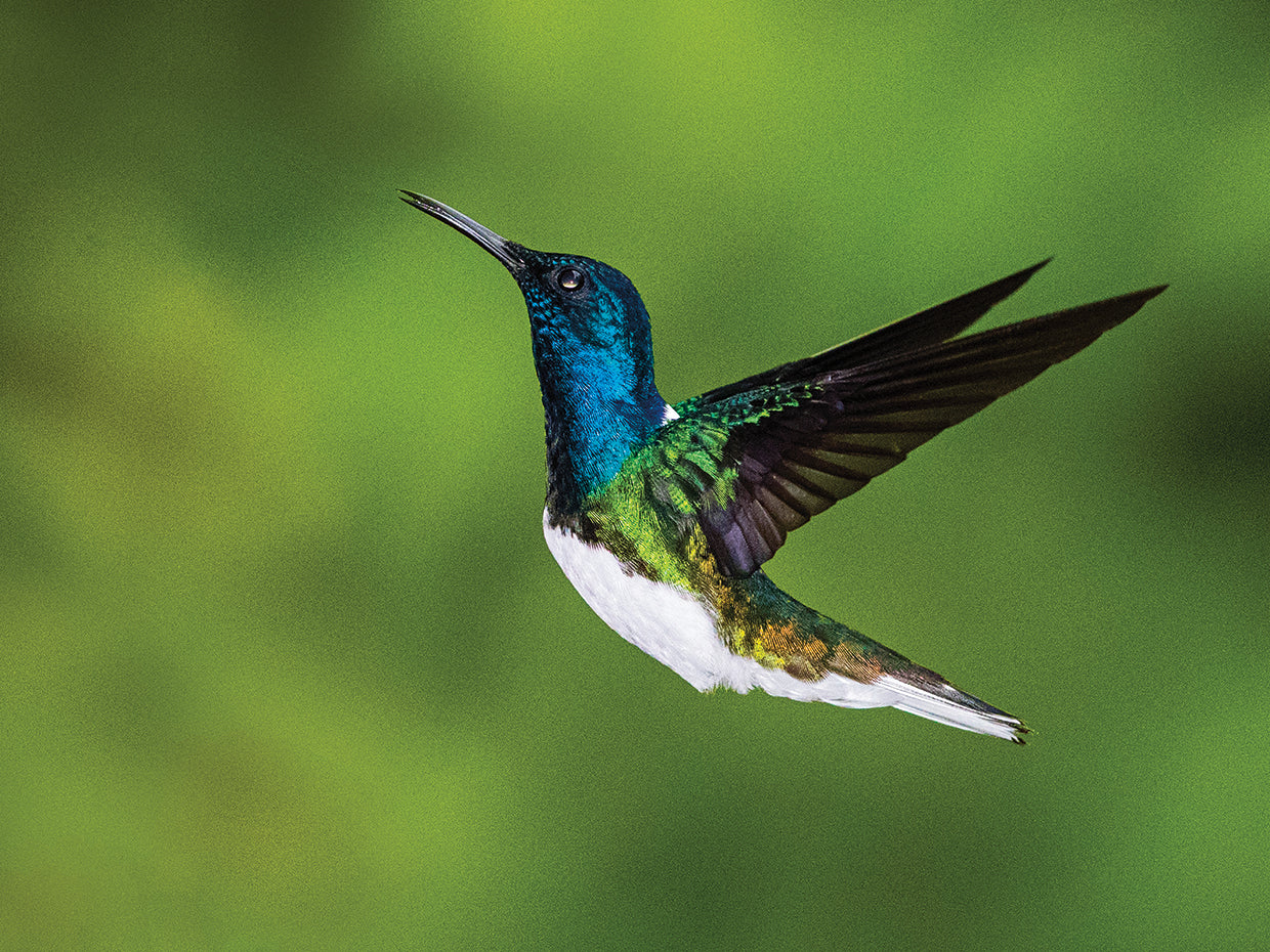 Jacobino Costa Rica Lienzo