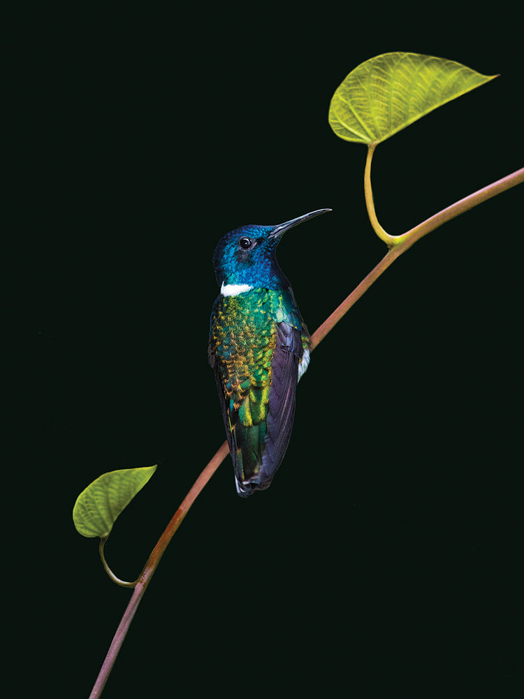 Selva jacobina Lienzo