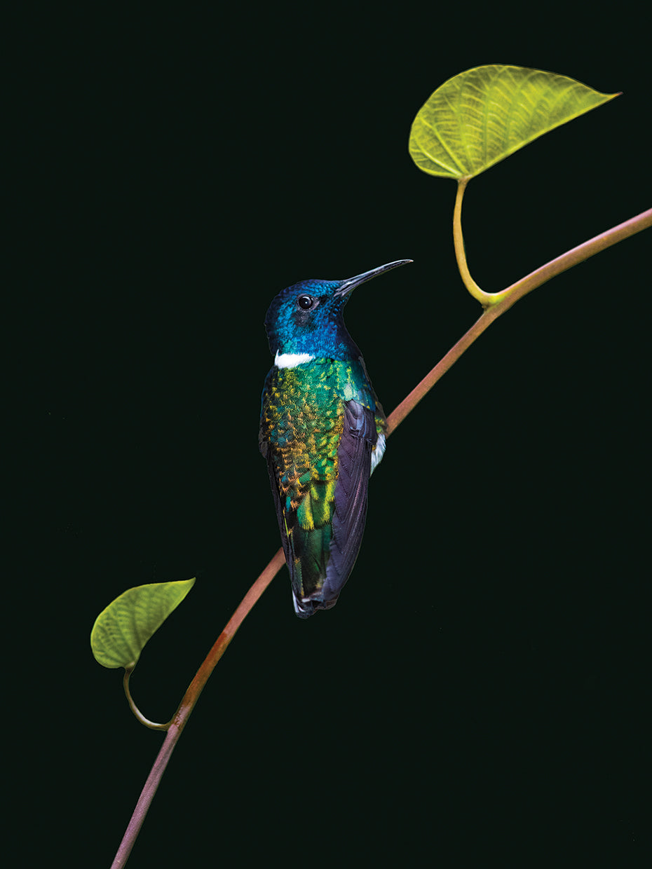 Selva jacobina Lienzo