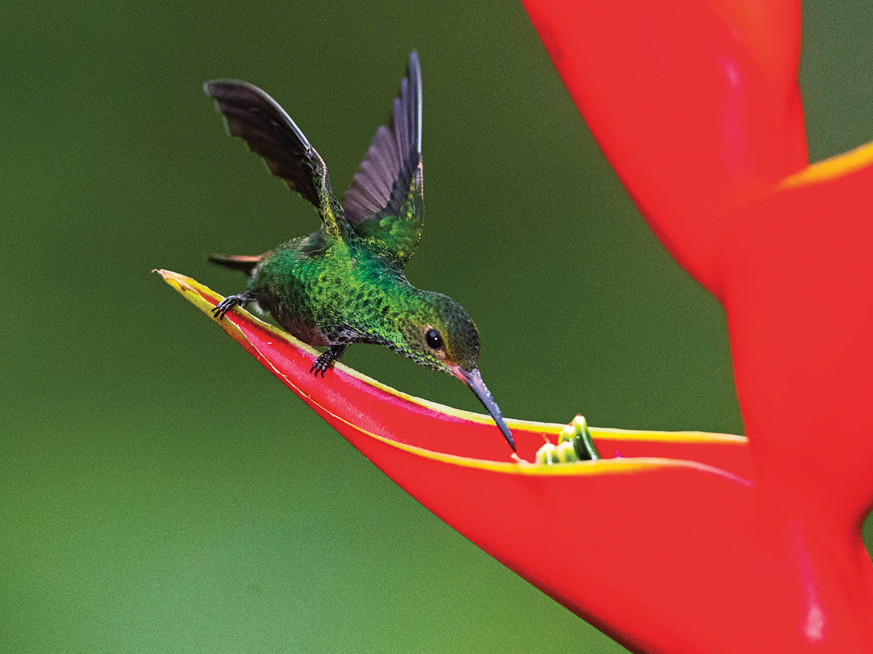 Colibrí costarricense Lienzo