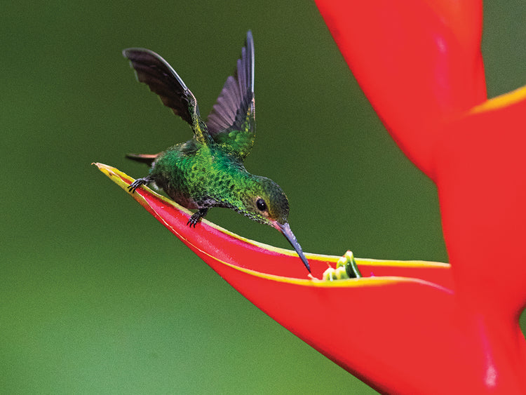Colibrí costarricense Lienzo