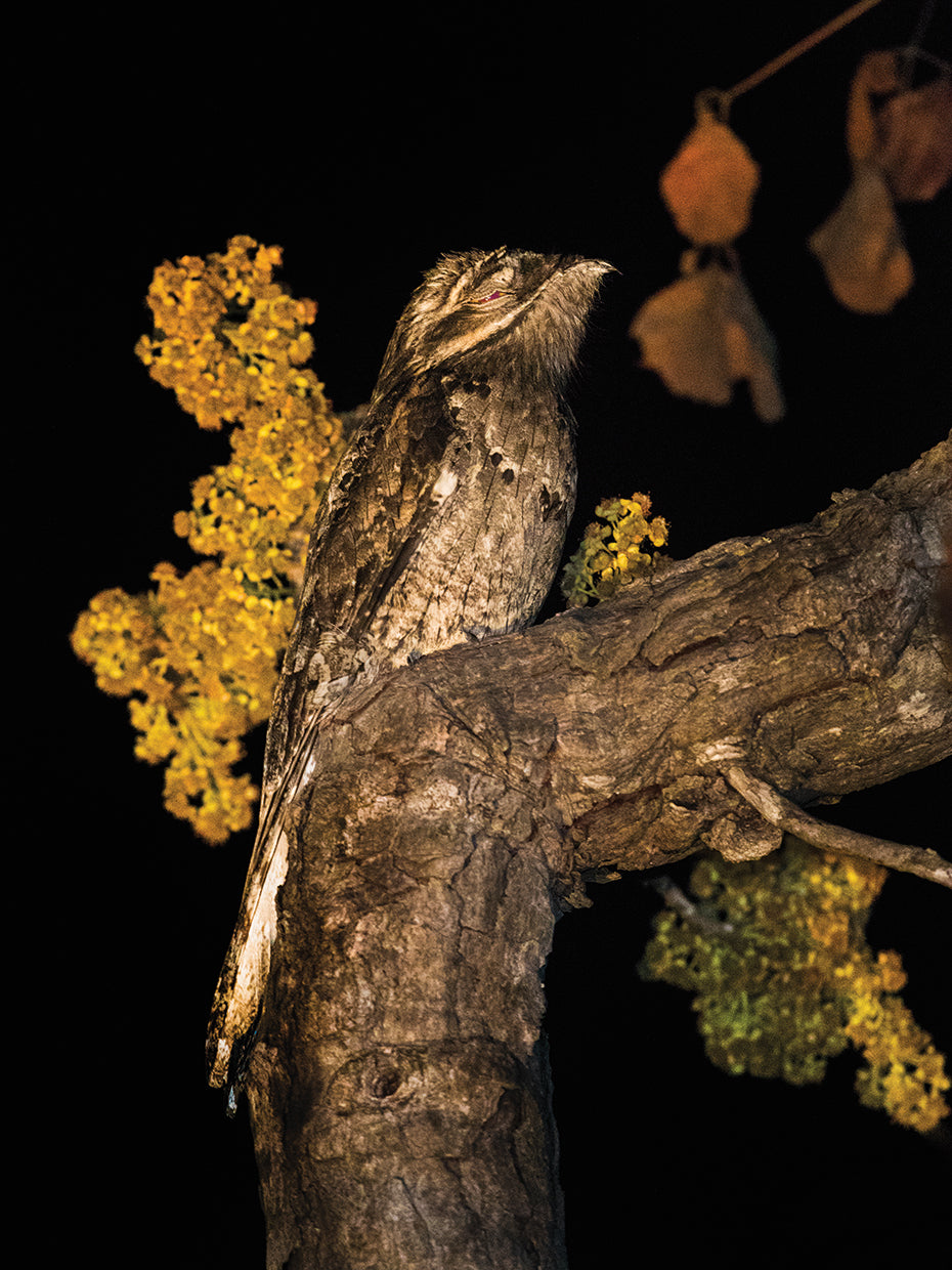 Potoo in Brazil