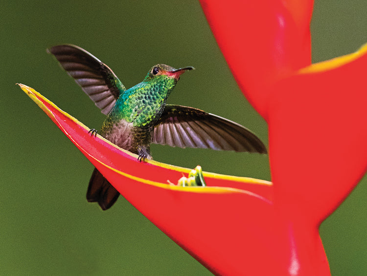 Colibrí de flores silvestres Lienzo