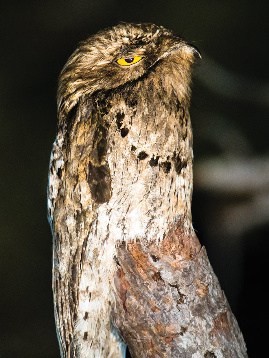 Potoo posado Lienzo
