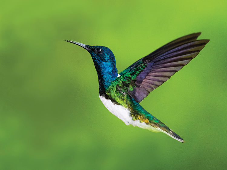 Jacobino en vuelo Lienzo