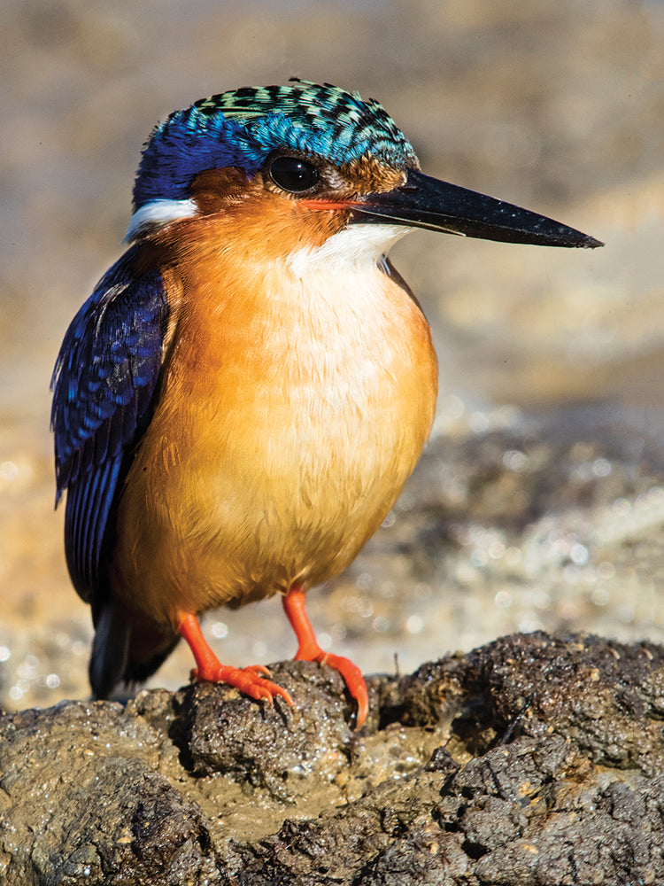 Martín pescador de Madagascar Lienzo