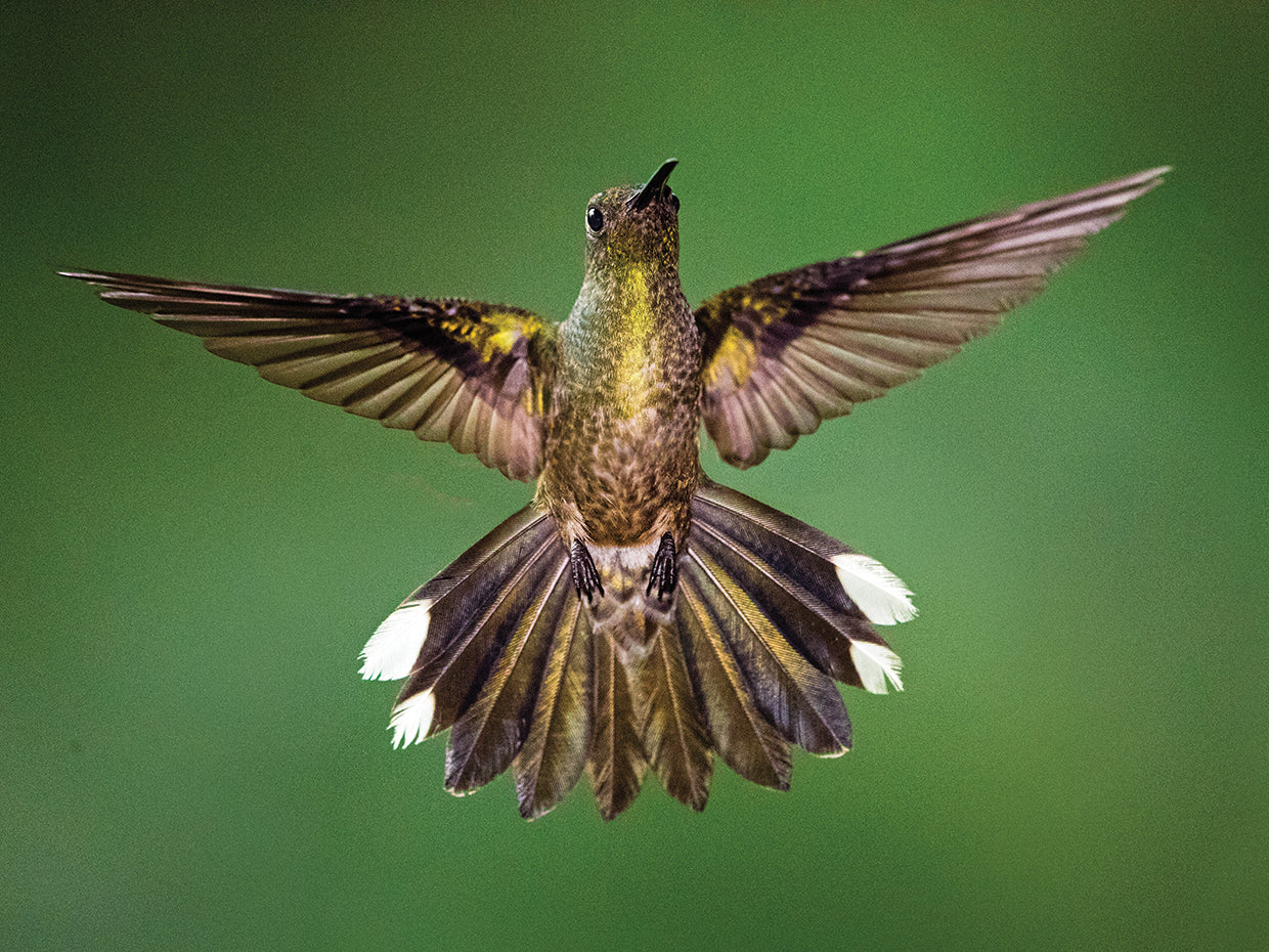 Vuelo de colibrí Lienzo