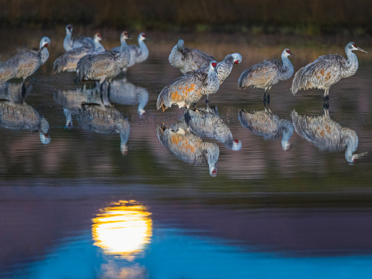 Sunset NM Cranes