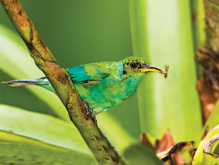 Enredadera de Costa Rica Lienzo