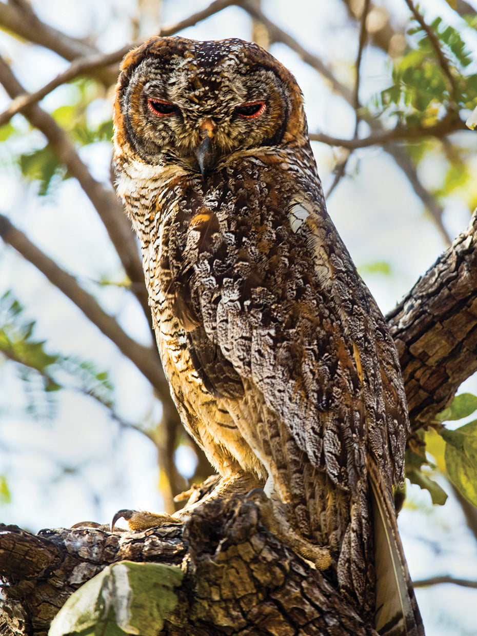 Wood Owl India