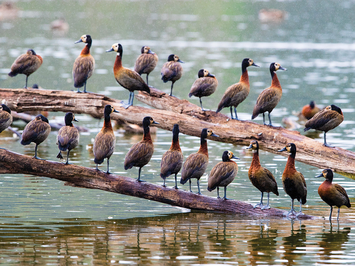Whistling Ducks
