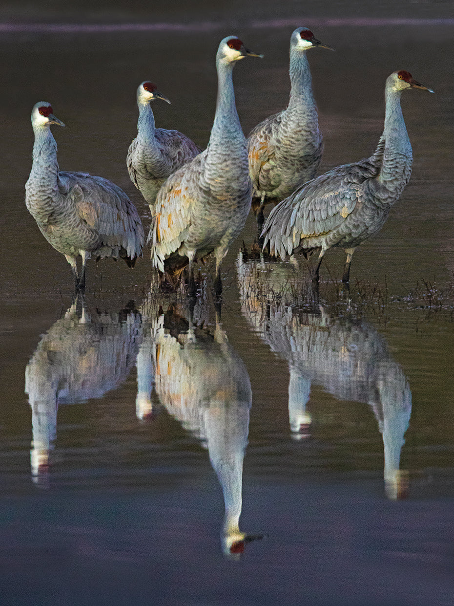 Soccoro Sunset Crane